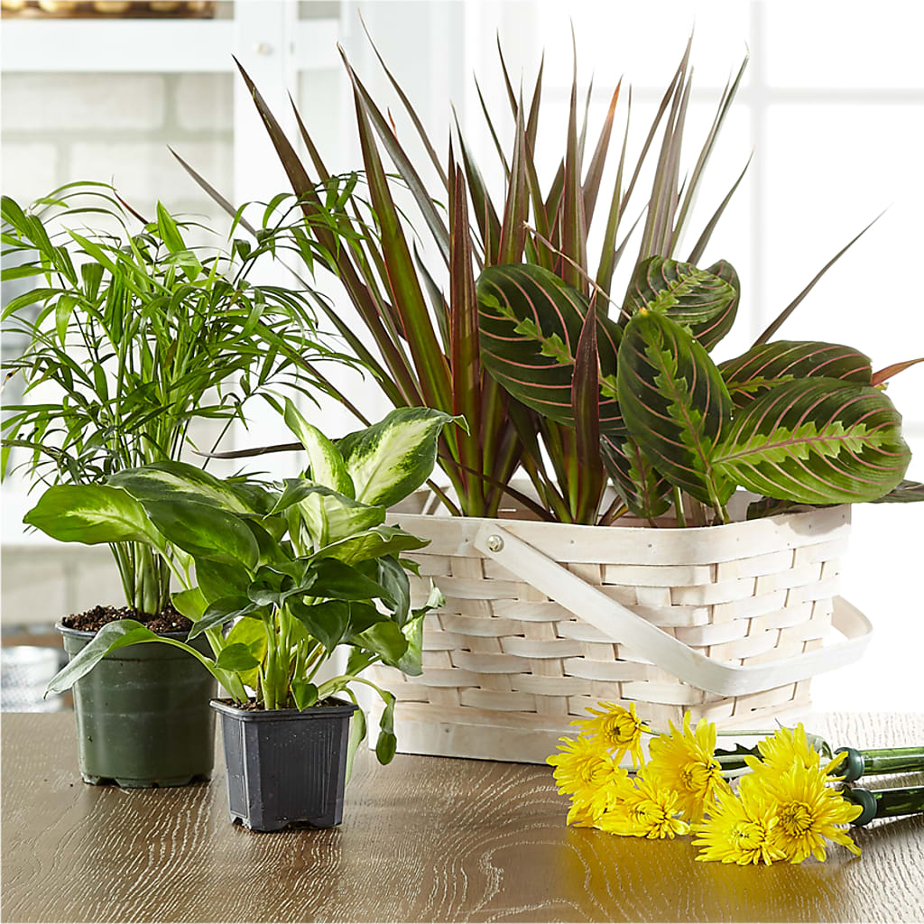Florist Designed Blooming and Green Plants in a Basket – HOORAY'S FROM HOLLYWOOD, Hollywood FL