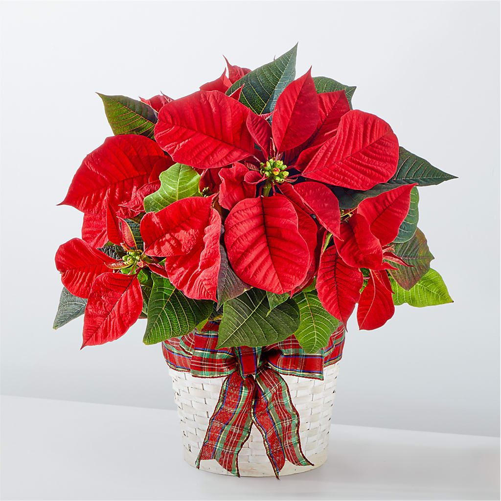 Happiest Holidays Poinsettia – HOORAY'S FROM HOLLYWOOD, Hollywood FL