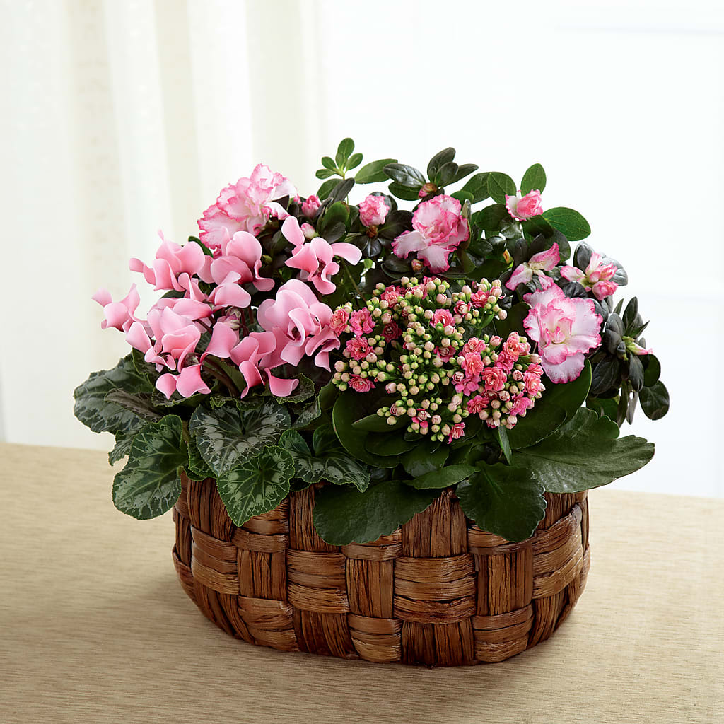 Pink Assortment – HOORAY'S FROM HOLLYWOOD, Hollywood FL