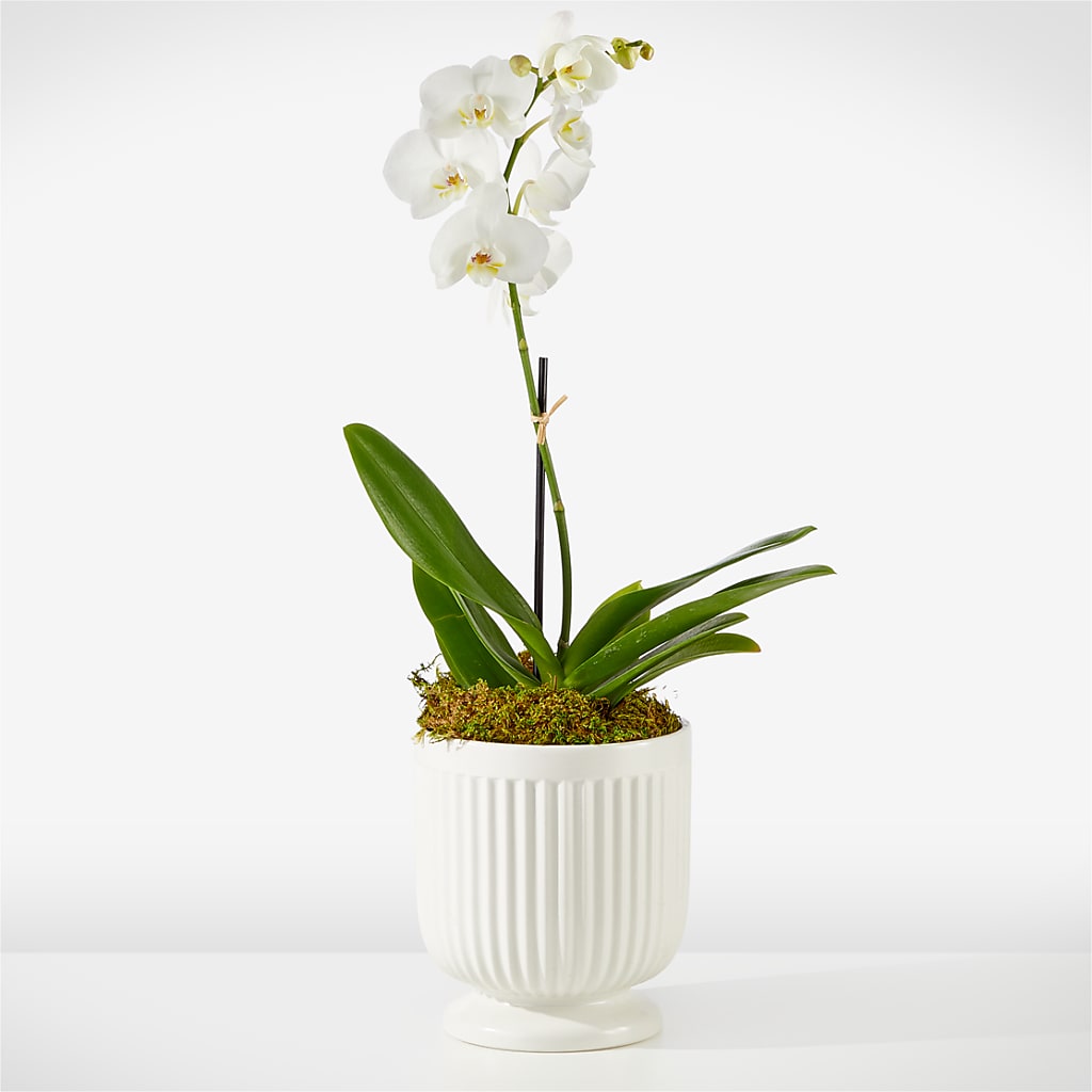 Whispering White Orchid – HOORAY'S FROM HOLLYWOOD, Hollywood FL
