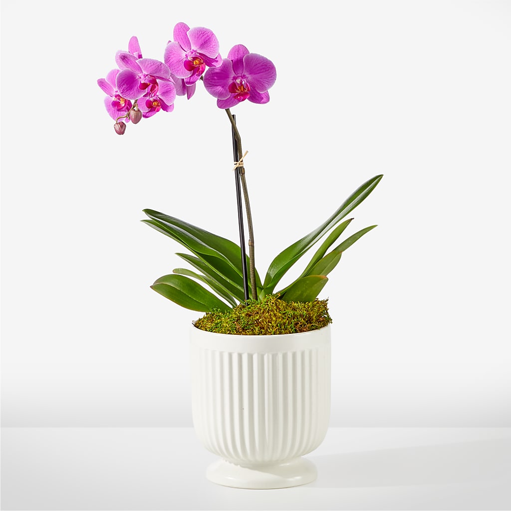 Friendly Fuchsia Orchid – HOORAY'S FROM HOLLYWOOD, Hollywood FL