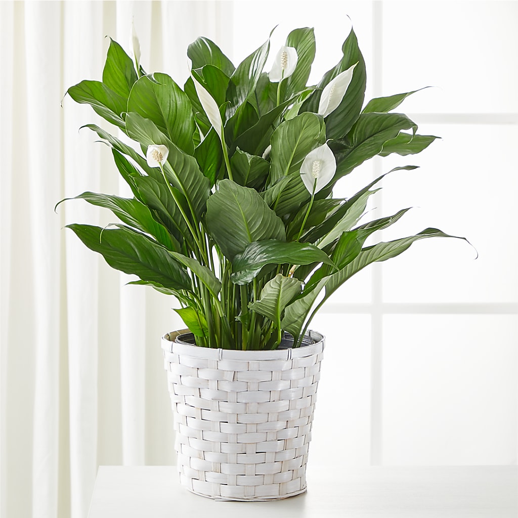 A New Leaf Peace Lily – HOORAY'S FROM HOLLYWOOD, Hollywood FL