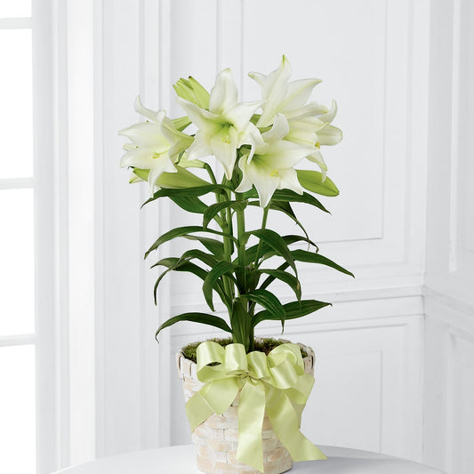 Easter Lily Plant – HOORAY'S FROM HOLLYWOOD, Hollywood FL
