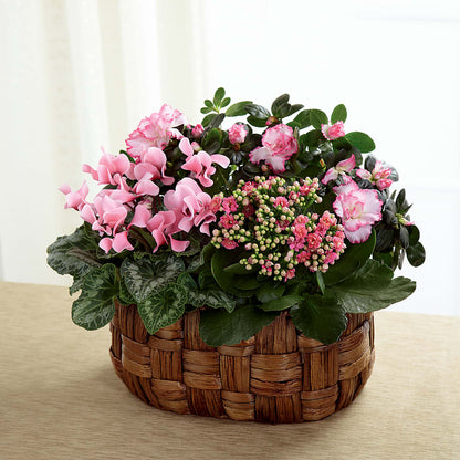 Pink Assortment – HOORAY'S FROM HOLLYWOOD, Hollywood FL
