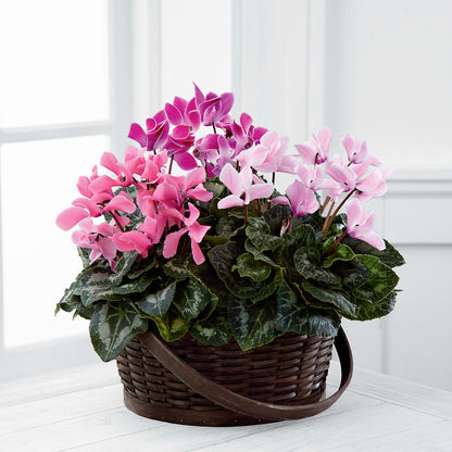 Mixed Cyclamen Planter – HOORAY'S FROM HOLLYWOOD, Hollywood FL