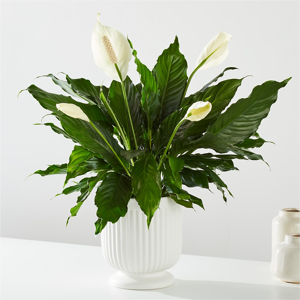 Comfort Planter – HOORAY'S FROM HOLLYWOOD, Hollywood FL