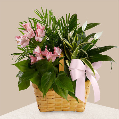 Living Spirit Dishgarden – HOORAY'S FROM HOLLYWOOD, Hollywood FL