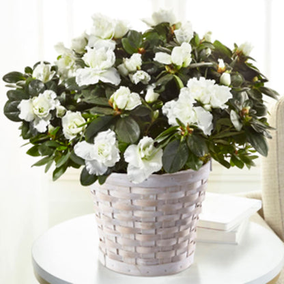White Azalea Plant – HOORAY'S FROM HOLLYWOOD, Hollywood FL