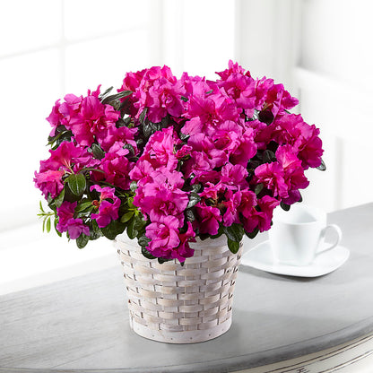 Hope & Serenity Azalea Plant – HOORAY'S FROM HOLLYWOOD, Hollywood FL