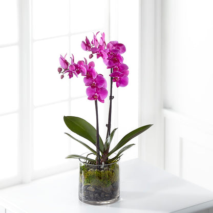 Pink Orchid Plant – HOORAY'S FROM HOLLYWOOD, Hollywood FL