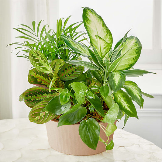 Balance & Harmony Dishgarden – HOORAY'S FROM HOLLYWOOD, Hollywood FL