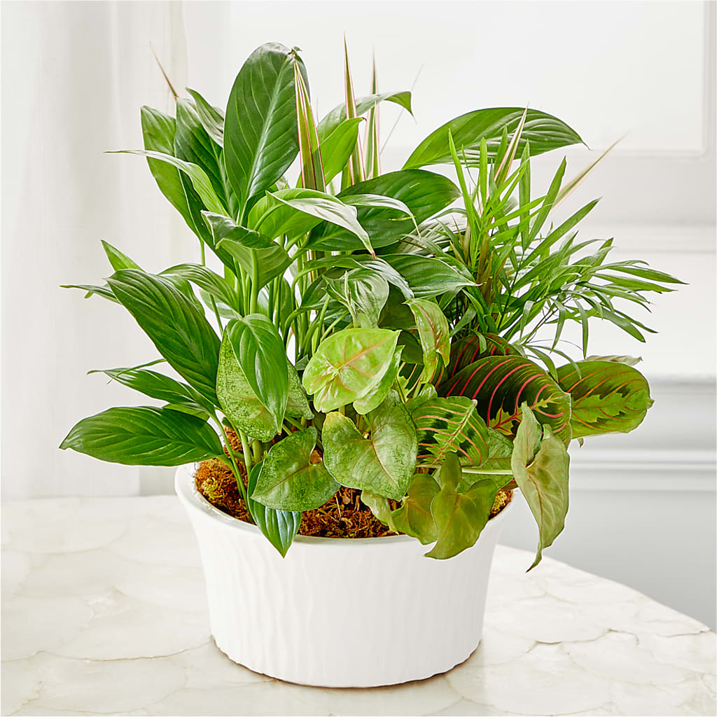 Balance & Harmony Dishgarden – HOORAY'S FROM HOLLYWOOD, Hollywood FL