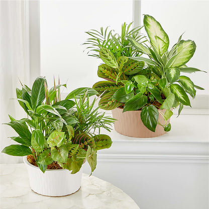 Balance & Harmony Dishgarden – HOORAY'S FROM HOLLYWOOD, Hollywood FL