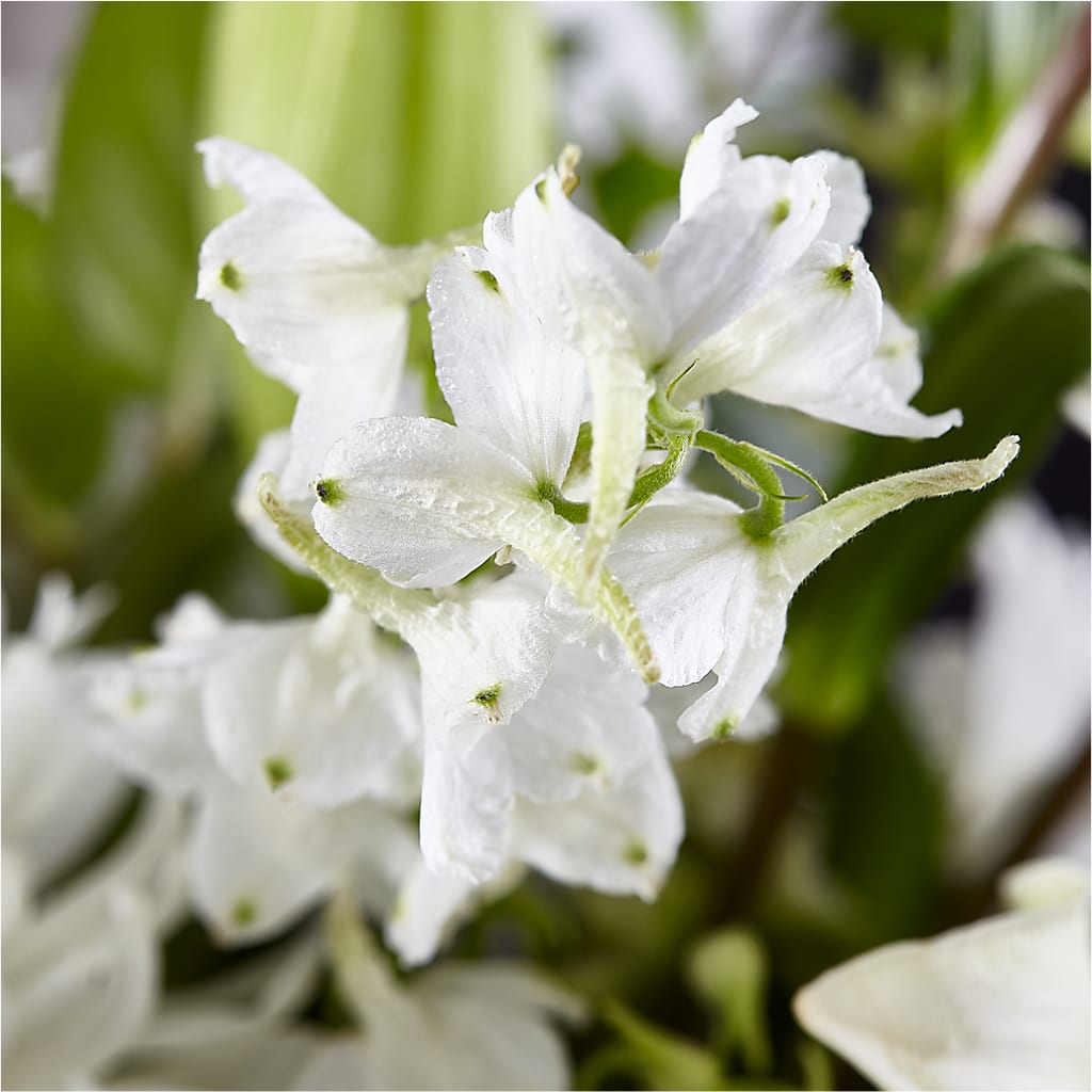 Classic Ivory – A Florist Original – HOORAY'S FROM HOLLYWOOD, Hollywood FL