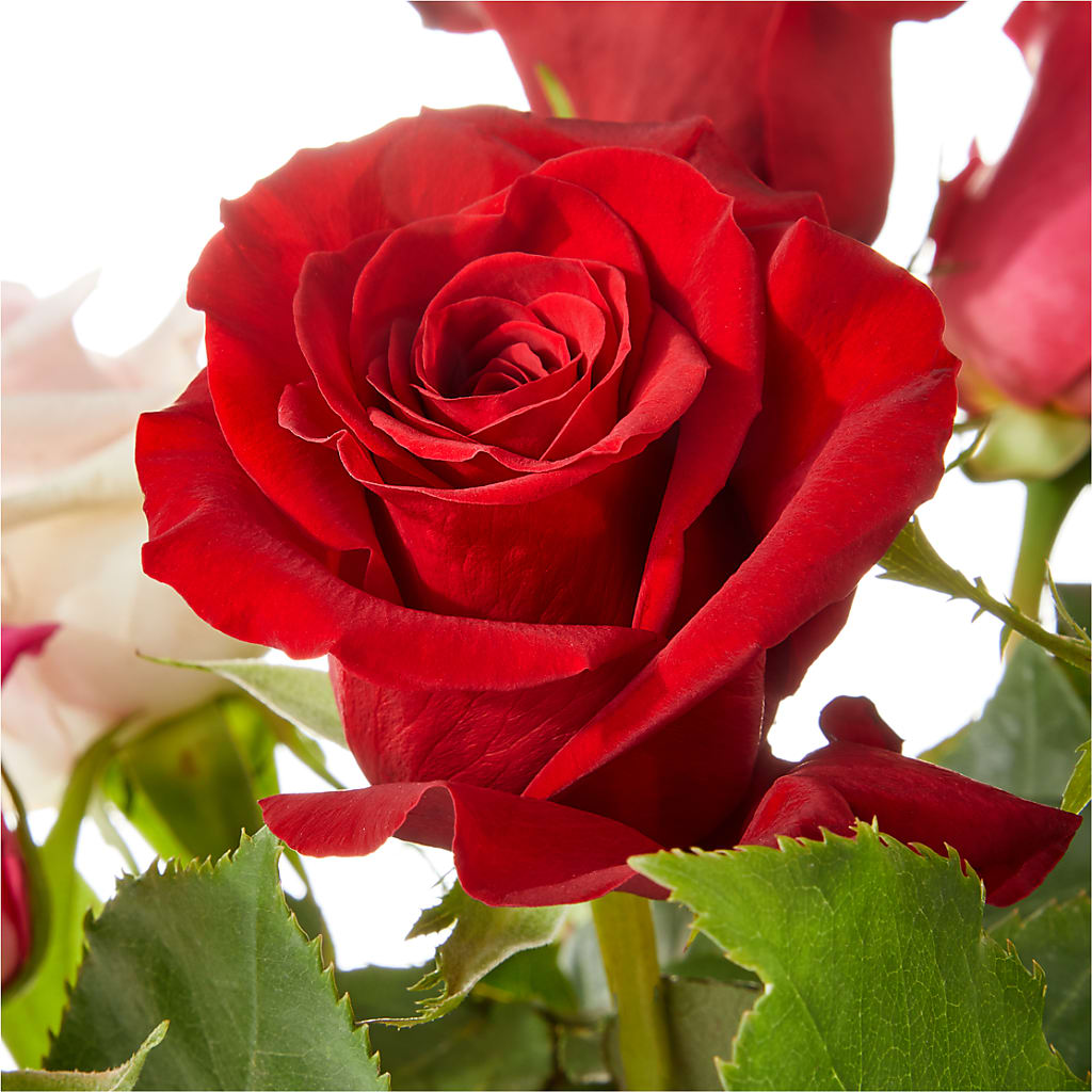 Love Notes Rose Bouquet – HOORAY'S FROM HOLLYWOOD, Hollywood FL